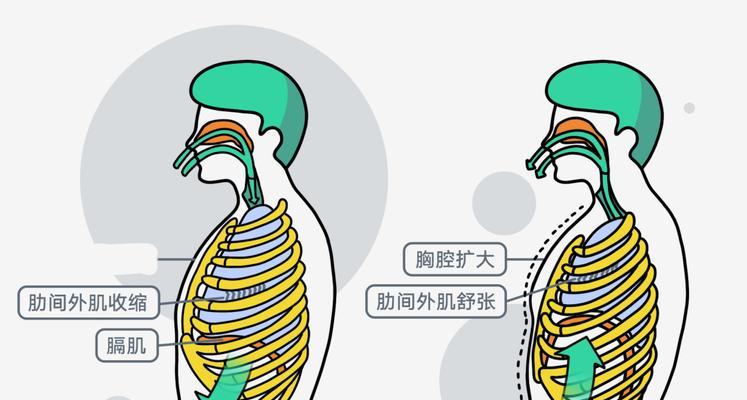 800米跑步呼吸技巧大揭秘（如何用正确的呼吸方式突破800米的壁垒）